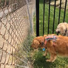 Bradley Station Dog Park photo 1